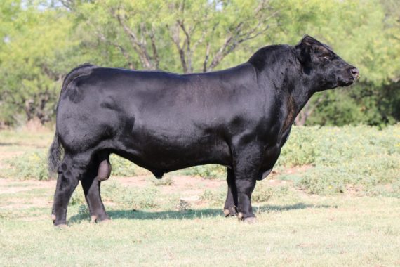 BBBC Critter