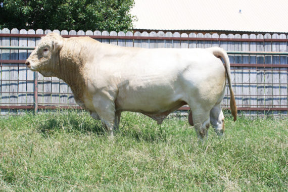 DCF Relentless 8577 P (Signing)