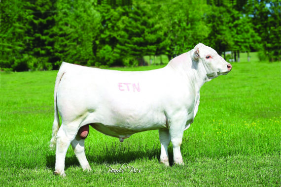 Eatons Cross Fire 10365 Polled (Signing)