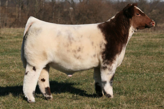 FSF Starquest M 50C ET