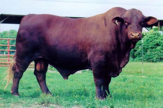 Polled Chief 1/4