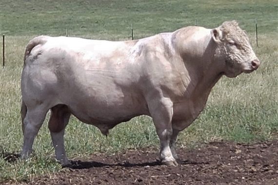 LT Dakota Rush 5500 P