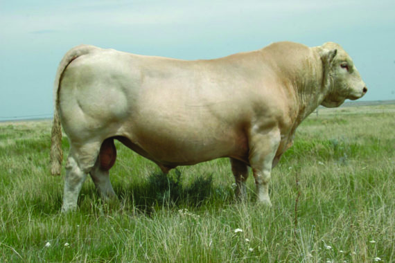 LT Blue Value 7903 ET