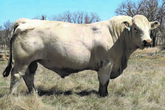 SCR Tuffy 0119