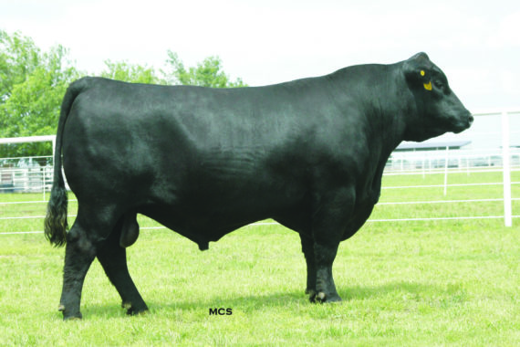 Stevenson Moneymaker R185 (Certificate)