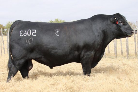 Bar R Jet Black 5063