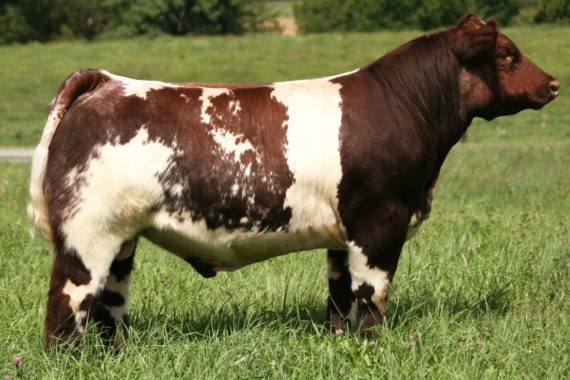 FSF Near Perfect 135C