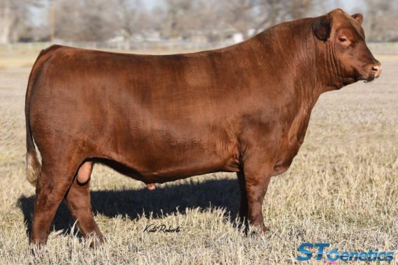 LSF SRR Exceptional 5464C