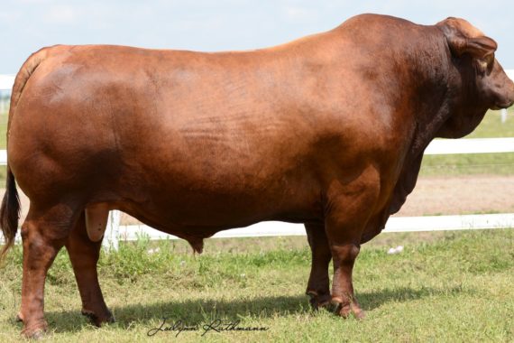 Mr PB Red Bull 521/09 W