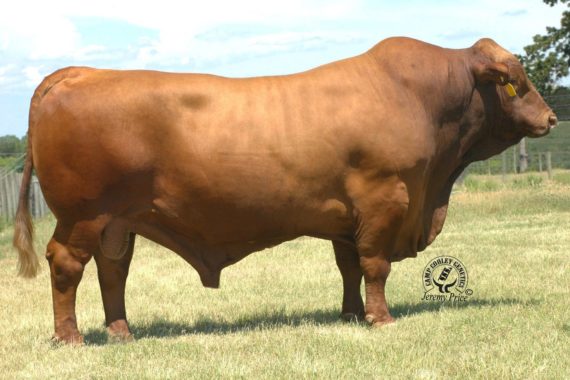 Sureway's Talent 090N