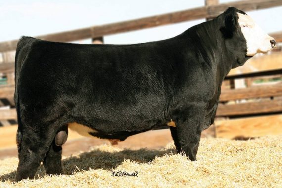 TLLC One Eyed Jack 15Z