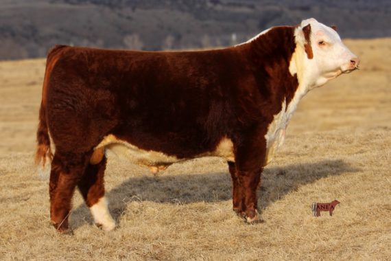 Churchill Manhattan 428B ET {DLF,HYF,IEF}