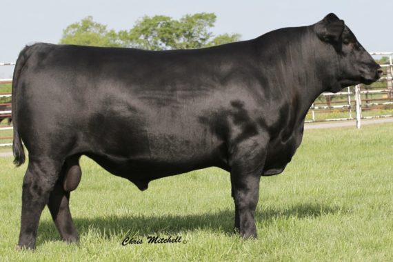 Deer Valley All In (Certificate)