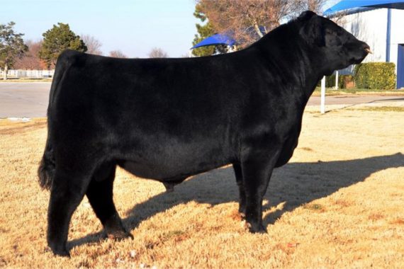 EXAR Blue Chip 1877B (Certificate)