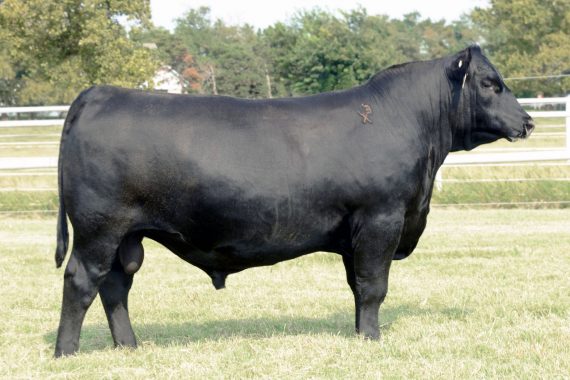 EXAR Stud 4658B (Certificate)