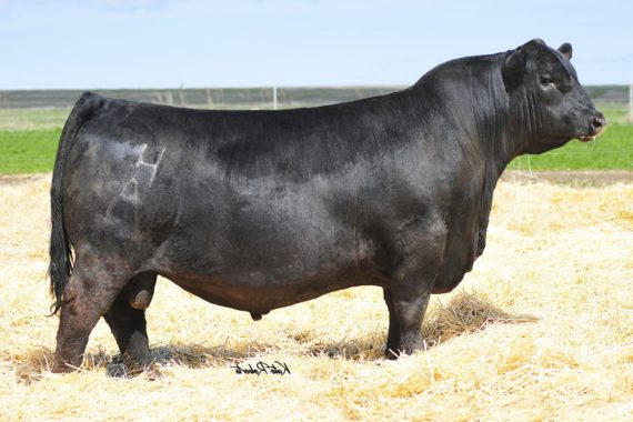 HA Cowboy Up 5405 (Certificate)