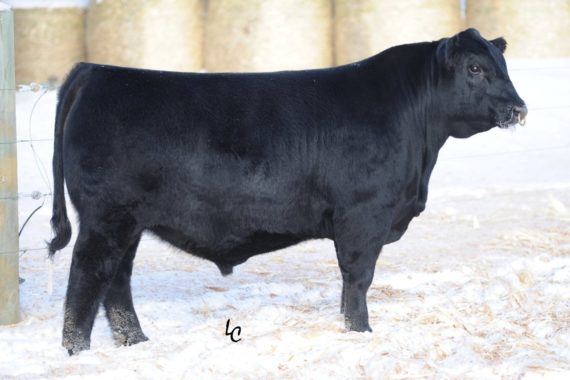 Mohnen Long Haul 502 (Certificate)