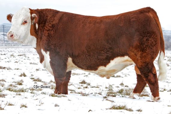NJW 73S W18 Homegrown 8Y ET {DLF,HYF,IEF} (Certificate)