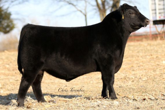 Quaker Hill Manning 4EX9 (Certificate)