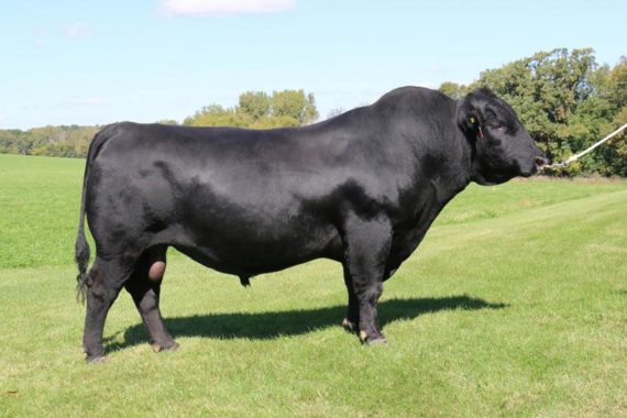 Quaker Hill Rampage 0A36 (Certificate)