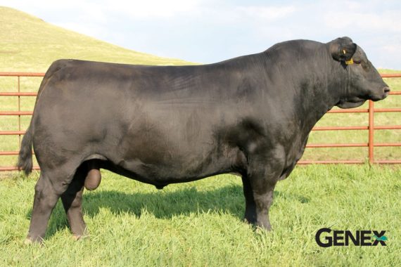 S A V Angus Valley 1867 (Certificate)