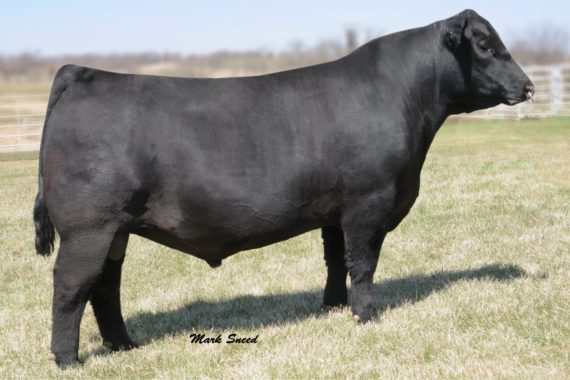 S A V Brilliance 8077 (Certificate)