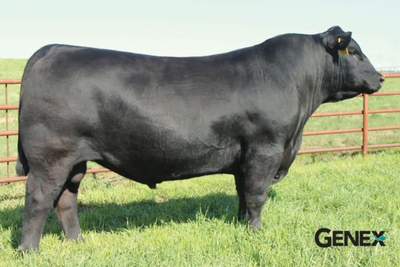 S A V Ten Speed 3022 (Certificate)