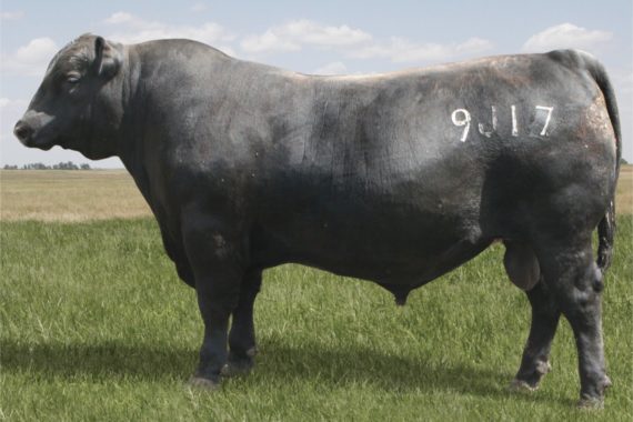 S S Incentive 9J17 (Certificate)