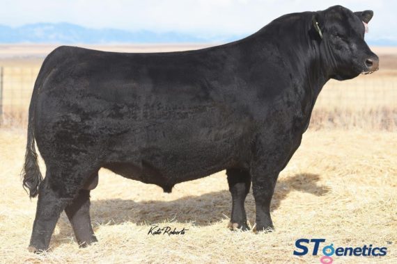 V A R Legend 5019 (Certificate)