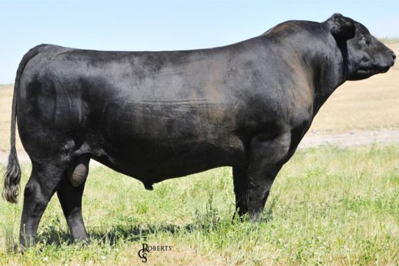 WR Journey-1X74 (Certificate)