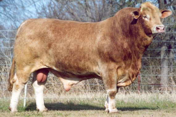 El Dorado 936