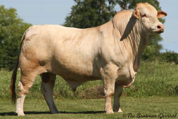 RFG Leona-MG 809-4 CHY