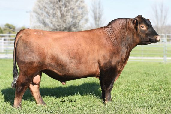Brown BLW Intrepid C5963