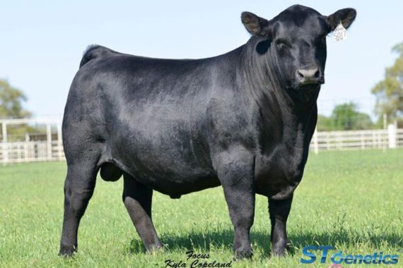 MGR Treasure 5017 (Certificate)