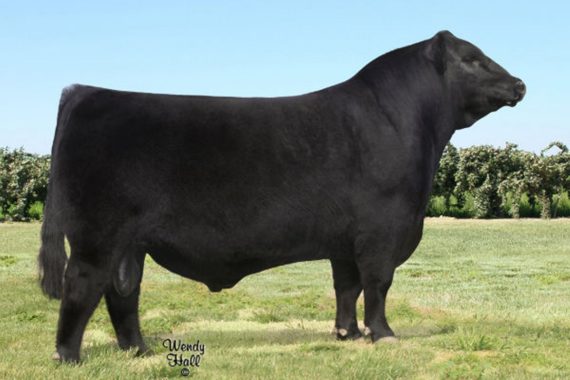 Silveiras Style 9303 (Certificate)