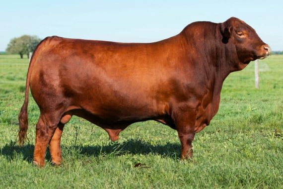 OB Red Charlie 204C3