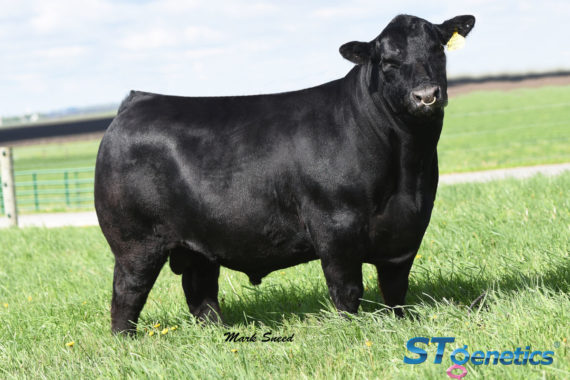 PVF Surveillance 4129 (Certificate)