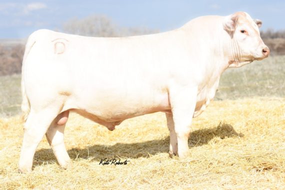 DC/CRJ Tank E108 P (Signing)