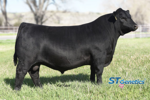 S A V Raindance 6848 (Certificate)