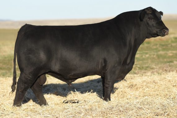 V A R Foreman 3339 (Certificate)