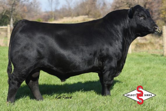 Werner Flat Top 4136 (Certificate)