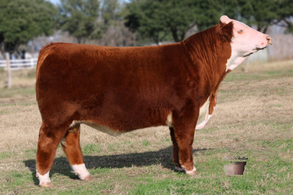 DBLL JR 428B Pale Rider 704 ET {DLF,HYF,IEF} (Certificate)