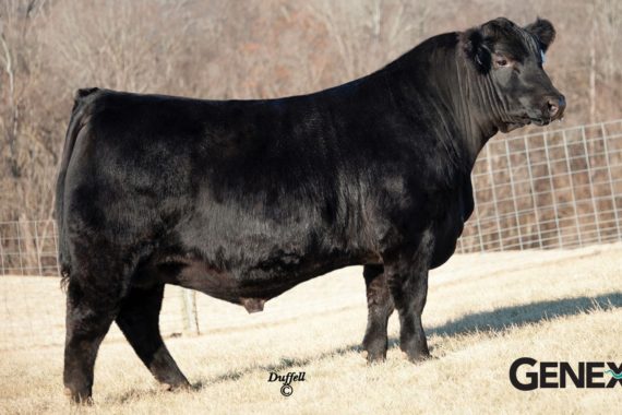 Whitestone 18-Million (Certificate)