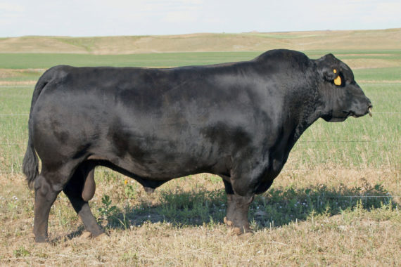 EF Complement 8088 (Certificate)