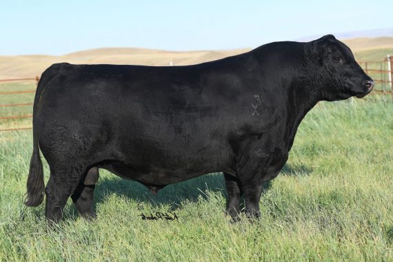 EXAR Monumental 6056B (Certificate)