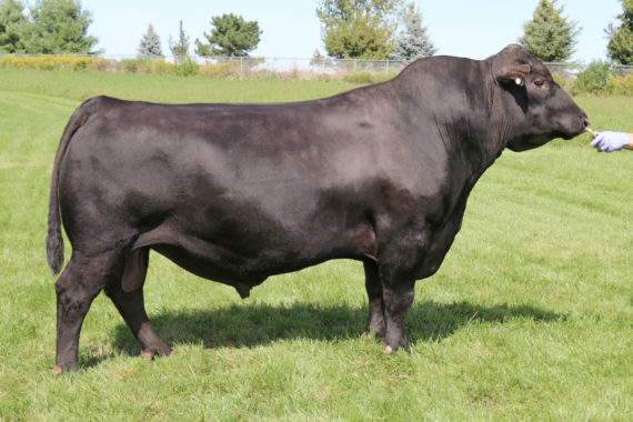 Spring Cove Crossbow 4205 (Certificate)