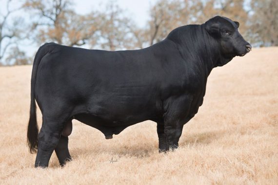 Diamond K's Young Gun 157D17