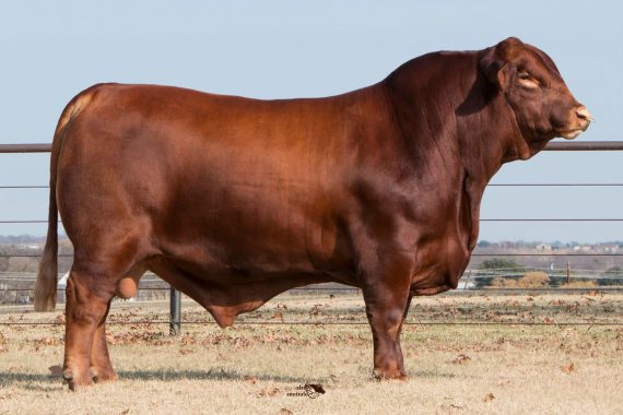 SJCC Trio's CEO 175C5