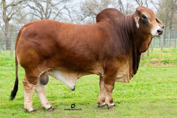 Mr. Chaparral 137 "Hoss"