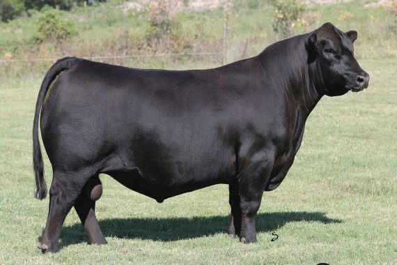 Stevenson Turning Point (Certificate)